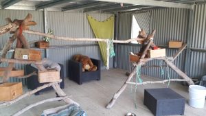 Pension chat – Court séjour (2 à 31 jours)